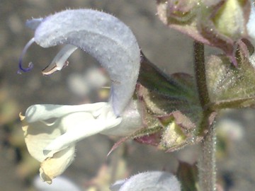 Una lamiacea dalla grande bocca - Salvia sp.