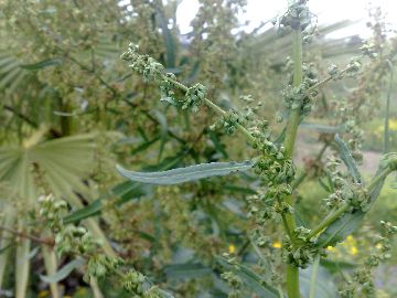 Un''erbacea gigante - Rumex cfr.conglomeratus