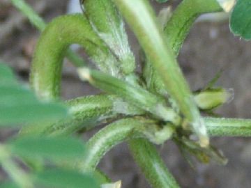Astragalus hamosus / Astragalo falciforme