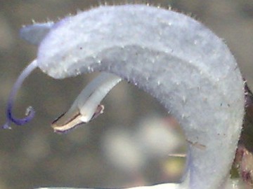 Una lamiacea dalla grande bocca - Salvia sp.