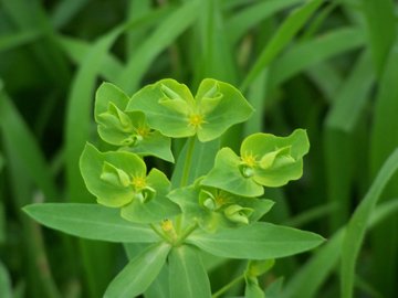 Euphorbia in un incolto - Euphorbia terracina?