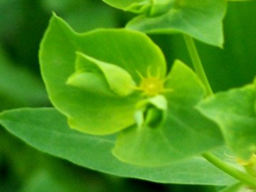 Euphorbia in un incolto - Euphorbia terracina?