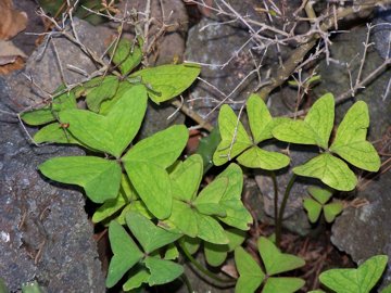 Mi sembra una Oxalis