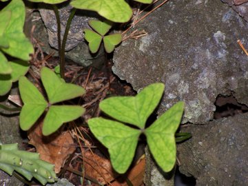 Mi sembra una Oxalis