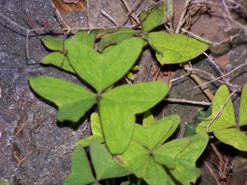 Mi sembra una Oxalis