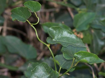 Pianta con viticci e foglie con spine: Smilax aspera