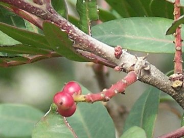 Pistacia lentiscus / Lentisco