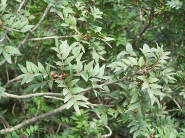 Pistacia lentiscus / Lentisco