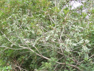 Pistacia lentiscus / Lentisco