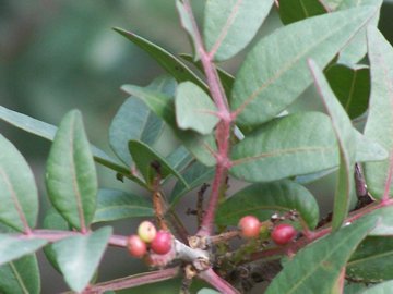 Pistacia lentiscus / Lentisco
