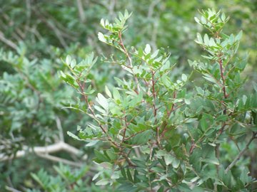 Pistacia lentiscus / Lentisco