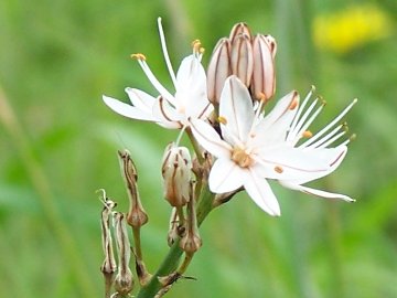 Asphodelus ramosus