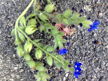 Fiore azzurro - Anchusa sp.