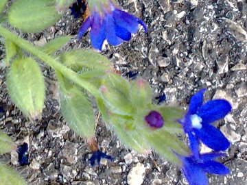 Fiore azzurro - Anchusa sp.