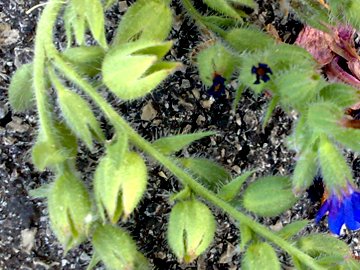 Fiore azzurro - Anchusa sp.