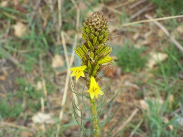 Fiore giallo dell''Etna - Asphodeline lutea