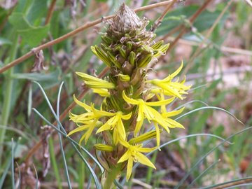 Fiore giallo dell''Etna - Asphodeline lutea