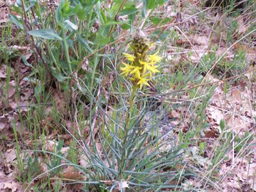Fiore giallo dell''Etna - Asphodeline lutea