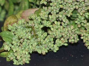 Polycarpon tetraphyllum / Migliarina a 4 foglie