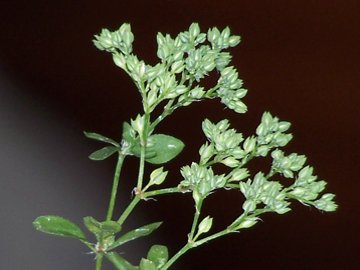 Polycarpon tetraphyllum / Migliarina a 4 foglie