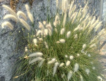 Pennisetum setaceum