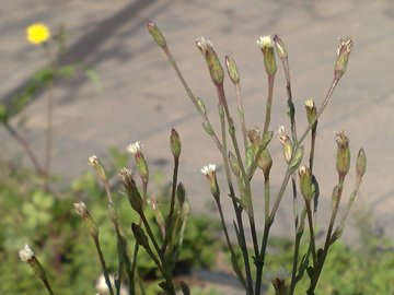 Symphyotrichum squamatum