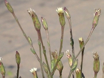 Symphyotrichum squamatum