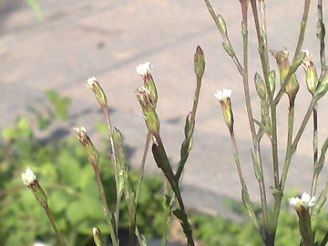 Symphyotrichum squamatum