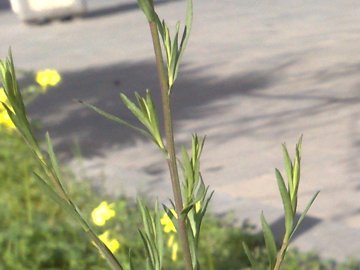 Symphyotrichum squamatum
