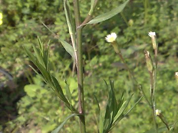 Symphyotrichum squamatum