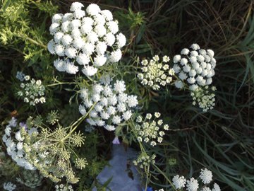 Ammi majus / Visnaga maggiore