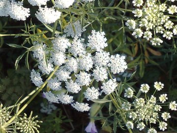 Ammi majus / Visnaga maggiore