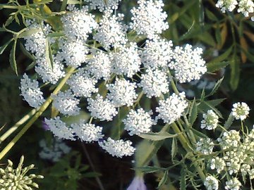 Ammi majus / Visnaga maggiore