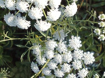 Ammi majus / Visnaga maggiore
