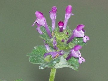 Lamium amplexicaule / Falsa-Ortica reniforme
