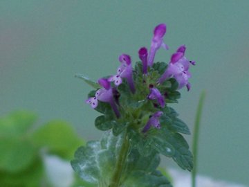 Lamium amplexicaule / Falsa-Ortica reniforme