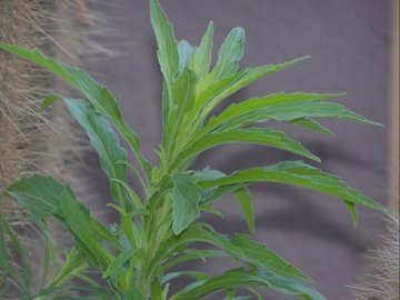 Insieme a una Conyza Bonariensis