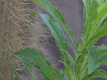 Insieme a una Conyza Bonariensis