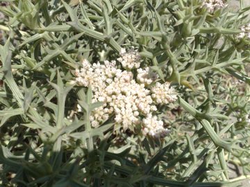 Echinophora spinosa / Finocchio litorale spinoso