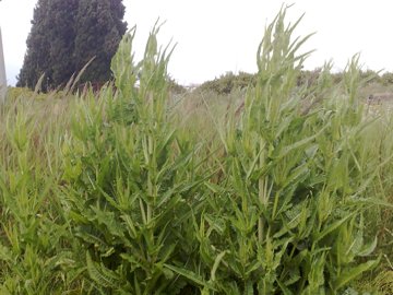 Pianta erbacea alta - Dipsacus fullonum