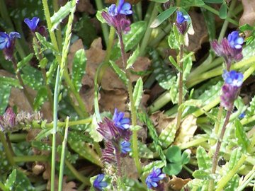 Anchusa cretica