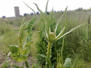 Pianta erbacea alta - Dipsacus fullonum