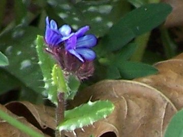 Anchusa cretica