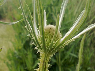 Pianta erbacea alta - Dipsacus fullonum