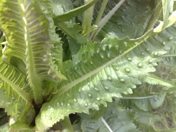 Pianta erbacea alta - Dipsacus fullonum