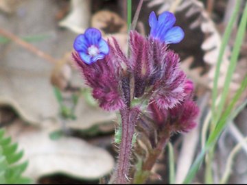 Anchusa cretica
