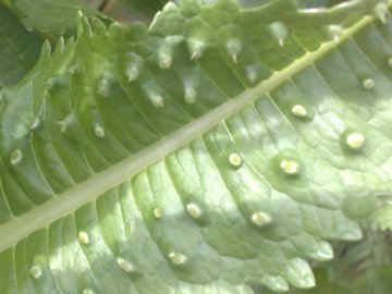 Pianta erbacea alta - Dipsacus fullonum