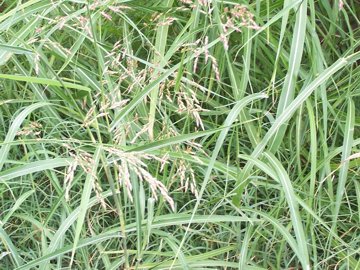 In una aiuola incolta - Sorghum halepense