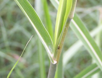 In una aiuola incolta - Sorghum halepense