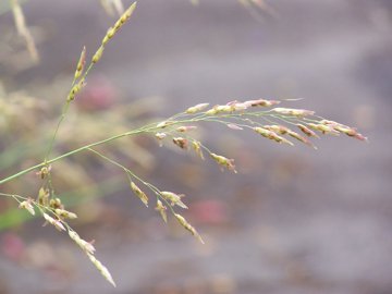 In una aiuola incolta - Sorghum halepense